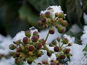 Plody břečťanu popínavého (Hedera helix) dozrávají koncem zimy a začátkem jara. Zralé mají tmavě modrou nebo černou barvu. Pro člověka jsou jedovaté, ptákům žádné potíže nepůsobí. Únor 2013, Praha 10 - Strašnice.
