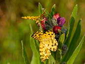 zejkovec hluchavkový (Pseudopanthera macularia) na květu užanky lékařské (Cynoglossum officinale). Slovenský kras, květen 2009.