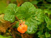 Ostružiník moruška (Rubus chamaemorus) je malá vytrvalá listnatá opadavá bylina ze skupiny ostružiníků. Moruška je zařazena do kategorie kriticky ohrožených druhů naší květeny (C1). U nás roste pouze jako pozůstatek z doby ledové (glaciální relikt) na nejvýše položených místech v Krkonoších.
