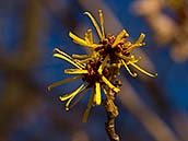 Vilín měkký (Hamamelis mollis) pochází z Číny, z provincií Chu-pej a Ťiang´si. V přírodě roste v nadmořských výškách 1300 -2500 m n.m. Kvete žlutě již v zimních měsících.