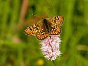 Hnědásek chrastavcový (Euphydryas aurinia) je kriticky ohrožený motýl patřící k nejohroženějším druhům denních motýlů v Evropě. Na území České republiky se nachází pouze v západních Čechách. Živnou rostlinou je pouze čertkus luční (Succisa pragensia). Fotografováno v červnu 2011.