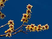 Zimnokvět časný (Chimonanthus praecox) je opadavý keř, který kvete v lednu až březnu. Ve své domovině, Číně, roste v horských lesích, v pásmu od 500 do 1100 m n. m. Fotografováno 24. 2. 2014, botanická zahrada Na Slupi, Praha.