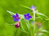 Kamejka modronachová (Buglossoides purpurocaerulea , syn. Lithospermum purpurocaeruleum) patří v České republice k vzácnějším druhům české květeny vyžadujícím další pozornost (C4). NP Podyjí, květen 2010.