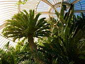 Palmy ve skleníku v londýnských Královských botanických zahradách (Royal Botanic Gardens), duben 2009.