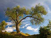Olivovník evropský (Olea europaea) je strom z čeledi olivovníkovité (Oleaceae). Pochází z Asie a Afriky, avšak dnes se s ním běžně setkáme ve středozemních oblastech Evropy. Jeho plody olivy mají význam pro potravinářství, lékařství a kosmetiku.