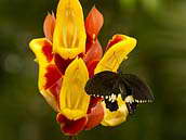 Papilio polytes z čeledi otakárkovití je druh hojně rozšířený v Asii. Saje nektar na šmatatce mysorské (Thunbergia mysorensis). Praha, skleník Fata morgana, 2013.