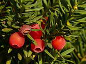 Tis červený (Taxus baccata) patří v ČR mezi ohrožené druhy rostlin (C3). Hnědé semeno je ponořeno do červeného, dužnatého nepravého míšku zvaného epimatium. Kvete v březnu až dubnu, dozrává na podzim. Semeno rozšiřují především ptáci. Fotografováno v pražské botanické zahradě v Troji, počátek října 2012.