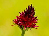Orchidej zvaná temnohlávek nebo černohlávek, Nigritella nigra nebo Nigritella rubra, Dolomity, červenec 2010.