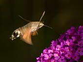 Dlouhozobka svízelová (Macroglossum stellatarum) saje nektar na tzv. motýlím keři - komule Davidova (Buddleia davidii). Červenec 2011, Francie, Pikardie, Amiens.