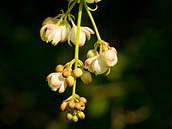 Klokoč zpeřený (Staphylea pinnata L.) je oblíbená dřevina do parků a zahrad. Ze semen této dřeviny se vyrábí různé ozdobné předměty (korále, náramky). Dříve se z nich zhotovovaly růžence. Patří k ohroženým druhům naší květeny (C3). NPR Pouzdřanská step, duben 2011.