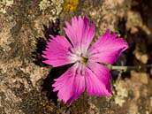 Hvozdík sivý (Dianthus gratianopolitanus) je rozšířen především v západní a střední Evropě. Roste v teplejších oblastech na skalách a strmých skalnatých svazích. Patří k silně ohroženým druhům naší flóry - C2r. 