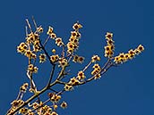 Zimnokvět časný (Chimonanthus praecox) má vonné květy, které vyrůstají na loňských větvích. Kvete od ledna do března. Fotografováno 24. 2. 2014, botanická zahrada Na Slupi, Praha.