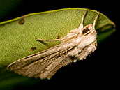 Šedavka dřišťálová (Auchmis detersa) z čeledi můrovití (Noctuidae) 