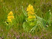Hořec žlutý (Gentiana lutea) je statný druh hořce, vyskytující se přirozeně v horách střední a jižní Evropy. V České republice není původní, byl však v některých našich pohořích vysazen. Rostlina je využívána ve farmacii, v lidovém léčitelství a při výrobě hořkých likérů. Červenec 2011, Alsasko.
