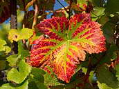 Réva vinná (Vitis vinifera) je rostlina z čeledi révovitých. Její zralé plody (bobule) se používají především jako surovina pro výrobu vína a dalších nápojů, ale též k přímé konzumaci. Někdy se označuje též jako evropská réva nebo jako ušlechtilá réva.