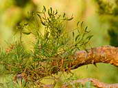 Jmelí bílé (Viscum album) je stálezelená poloparazitická rostlina mírného pásu.