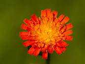 Chlupáček oranžový (Pilosella aurantiaca), dříve známý jako jestřábník oranžový (Hieracium aurantiacum), roste na horských loukách, pastvinách, na lesních světlinách. Pro svou nenáročnost a barevnou výraznost se pěstuje také v zahradách a parcích, odkud lehce zplaňuje. Kvete od července do srpna.
