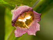 Rulík zlomocný (Atropa bella-donna) kvete od června do srpna. Květy jsou nicí, zdánlivě úžlabní, jednotlivé, stopkaté, pětičetné, koruny trubkovitě zvonkovité (až 3 cm dlouhá), zvenčí hnědofialové, zevnitř lysé, hnědofialové, žlutošedé až žluté, načervenale mramorované. Cípy koruny jsou ohnuté.
