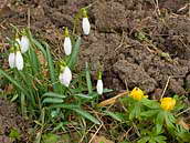 Žluté kvítky talovínů a bílé hlavičky sněženek v našich zahrádkách často sousedí. Dopoledne jsou květy sevřené, v plné kráse se otevřou až na odpoledním slunci. Fotografováno 19. března 2010, Praha - Strašnice.