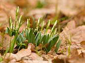 Sněženka podsněžník (Galanthus nivalis) rozkvétá často již v únoru, hlavní doba kvetení připadá na březen. Přírodní památka Dobříňský háj, Polabí, 16. 3. 2012.