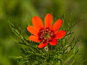Hlaváček (též ohníček) letní (Adonis aestivalis) je silně ohroženou rostlinou (C2). Jedná se o polní plevel. Bílé Karpaty, NPR Zahrady pod Hájem, květen 2012.