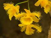 Žlutě kvetoucí orchidej s výrazně roztřepenými okraji květů pochází z čínské provincie Yunnan, Thajska, Myanmaru a Vietnamu. Nejčastěji se vyskytuje v horách ve výškách 1100 – 1700 m n. m.