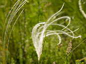 Kavyl (Stipa) je rod trav z čeledi lipnicovitých (Poaceae). 