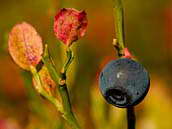 Brusnice borůvka (Vaccinium myrtillus L.) je známá léčivá rostlina z čeledi vřesovcovitých, rodu brusnice, která je známá pod lidovým názvem borůvka, její souvislý porost také jako borůvčí. Paseka cestou na Luzný, 29. září 2011.