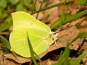 Žluťásek řešetlákový (Gonepteryx rhamni) je motýl, kterého můžete spatřit velmi časně na jaře. Má v roce jedinou generaci, dospělec se dožívá téměř jednoho roku. Fotografováno v Polabí 14. března 2009.