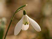 Sněženka podsněžník (Galanthus nivalis) je charakteristická rozdíly v kresbě květu. Přírodní památka Dobříňský háj, Polabí, 16. 3. 2012.