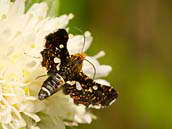 Okenáč plaménkový (Thyris fenestrella, Scopoli, 1763) patří mezi noční motýly. Dospělce můžete pozorovat od května do poloviny srpna. Ždánice, červen 2012.