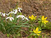 Žluté kvítky talovínů a bílé hlavičky sněženek v našich zahrádkách často sousedí. Teprve na odpoledním slunci se květy zcela otevřou. Fotografováno 19. března 2010, Praha - Strašnice.