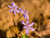 Ladoňka vídeňská (Scilla vindobonensis Speta) patří k ohroženým druhům naší květeny (C3). Fotografováno 16. 3. 2012 v přírodní rezervaci Pístecký les v Poohří, kde je zastoupena podstatně méně než proslulé bledule jarní.