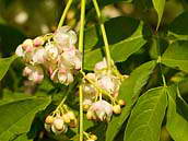 Klokoč zpeřený (Staphylea pinnata L.) je keř dorůstající výšky až pěti metrů. Vědecký název rodu pochází od řeckého stafylé, což je hrozen. Patří k ohroženým druhům naší květeny (C3). NPR Pouzdřanská step, duben 2011.