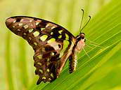Graphium agamemnon zvaný též Tailed Green Jay nebo Green Triangle je motýl z čeledi otakárkovitých. Tito motýli mají poměrně rychlý životní cyklus. Vývoj od vajíčka k dospělci trvá necelý měsíc.
