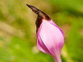 Ocún jesenní (Colchicum autumnale L., 1753), lidově naháček, je vytrvalá prudce jedovatá bylina z čeledi ocúnovité. Křivoklátsko, Údolí ticha, 7. září 2009.