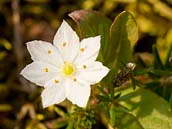 Sedmikvítek evropský (Trientalis europaea L.) je vytrvalá bylina s květy barvy bílé, vzácněji narůžovělé. Semena drobná, vejcovitá. Doba květu: květen až červenec. V České republice patří mezi druhy vyžadující pozornost - C4a.