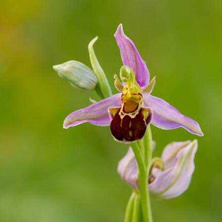 Tořič včelonosný (Ophrys apifera) kvete v červnu až červenci. Těžiště výskytu je ve Středozemí. V České republice se vyskytuje jen velmi vzácně na jižní a střední Moravě. Patří ke kriticky ohroženým rostlinám naší květeny (C1r).