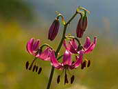 Lilie zlatohlavá (též zlatohlávek) - Lilium martagon, patří k vzácenějším druhům, které vyžadují další pozornost (C4). Bílé Karpaty, přírodní rezervace Dolnoněmčanské louky, červenec 2012.