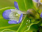 Hořec křížatý (Gentiana cruciata) patří mezi silně ohrožené druhy naší květeny (C2b). Právě tato rostlina je u nás jedinou živnou rostlinou modráska hořcového, který klade svá vajíčka na listy. Červenec 2012, Horní Němčí, přírodní rezervace Drahy.
