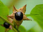 Rulík zlomocný (Atropa bella-donna L.) - zralý plod. Plodem je černá kulovitá bobule o průměru 14–18 mm. Jako smrtelná dávka se uvádí u malého dítěte už 3 bobule, u dospělého asi 10. Prudce jedovatá je celá rostlina.
