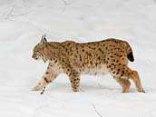 Přichází rys ostrovid (Lynx lynx). Bavorský les (Nationalpark Bayerischer Wald), areál zvířecích výběhů u obce Ludwigsthal, 13. března 2010 
