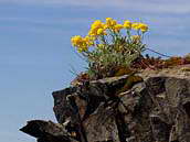 Tařice skalní (Aurinia saxatilis L.) patří do čeledi brukvovitých, kvete v dubnu a květnu na suchých a slunných skalách i na zdech zřícenin. Lidové názvy: plesniváček, netojka, stinkové koření, šediváček, šedivka, tořice, tuřice. Patří mezi druhy vyžadující pozornost (C4).
