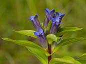 Hořec křížatý (Gentiana cruciata) patří mezi silně ohrožené druhy naší květeny (C2b). V České republice je jedinou živnou rostlinou modráska hořcového Rebelova (Maculinea alcon rebeli).  Červenec 2009, Milovice, Středočeský kraj.