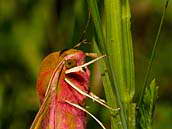 Lišaj vrbkový (Deilephila elpenor) má od května do července jednu generaci. Rozpětí křídel 45 - 60 mm. Přezimujícím stadiem je kukla. Polabí, květen 2012.