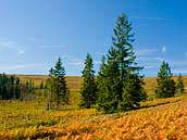 V Brdech můžete obdivovat rozsáhlá vřesoviště. S přicházejícím podzimem září kapradiny na slunci jako zlato. Fotografováno 11. září 2011.