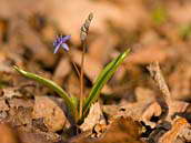 Ladoňka vídeňská (Scilla vindobonensis Speta) je druh jednoděložné rostliny z čeledi hyacintovité (Hyacinthaceae). Patří k ohroženým druhům naší květeny (C3). Fotografováno 16. 3. 2012 v přírodní rezervaci Pístecký les v Poohří.