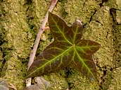 Břečťan popínavý (Hedera helix) má nejprve výrazně laločnaté listy. K jejich zčervenání dochází při nižších teplotách. Foceno 14. března 2009, Kersko (Polabí).