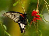 Tropický motýl saje na květu červeného ibišku Grandidieri (Hibiscus grandidieri), který pochází z Madagaskaru. Skleník Fata morgana, 2012.