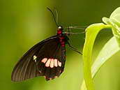 Papilio anchisiades z čeledi otakárkovití žije především v Texasu a Brazílii. 
